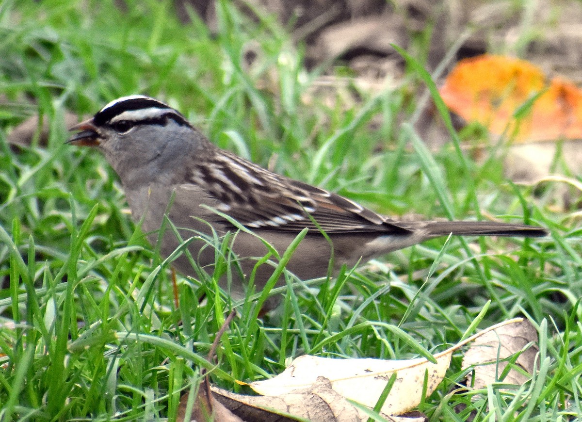 Белобровая овсянка - ML644310725