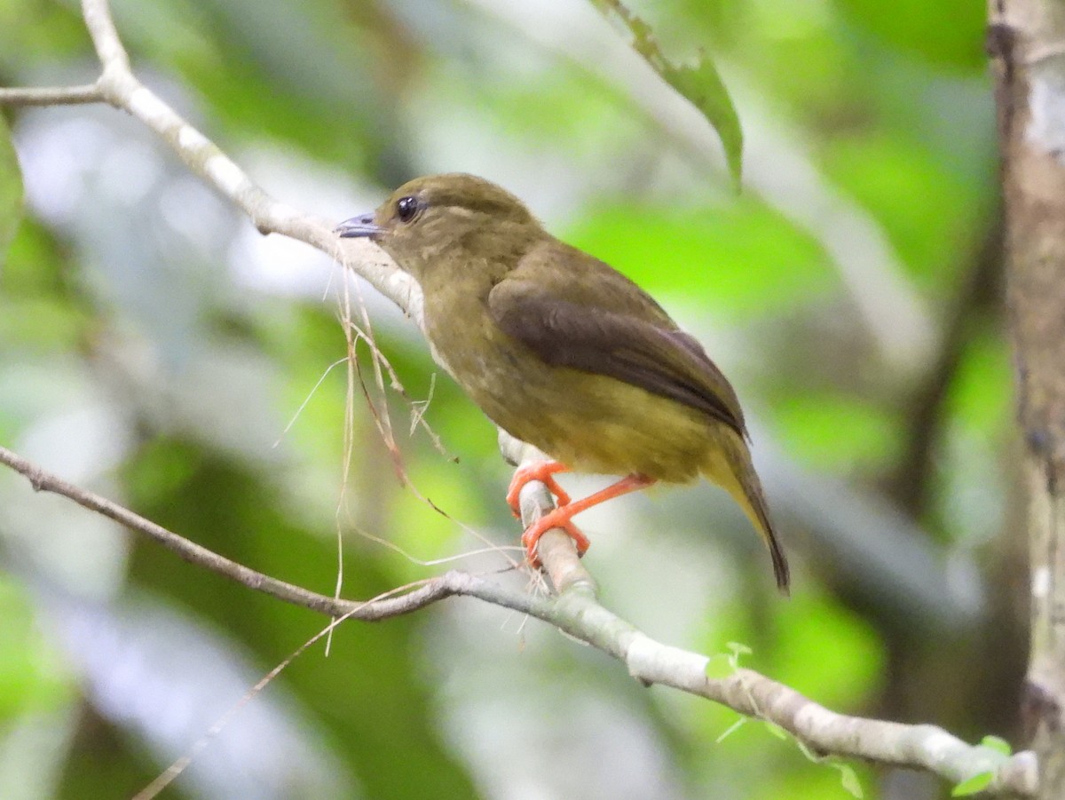 White-collared Manakin - ML644310726
