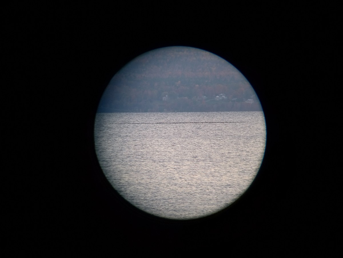 Murgilari handia/txikia - ML644310727