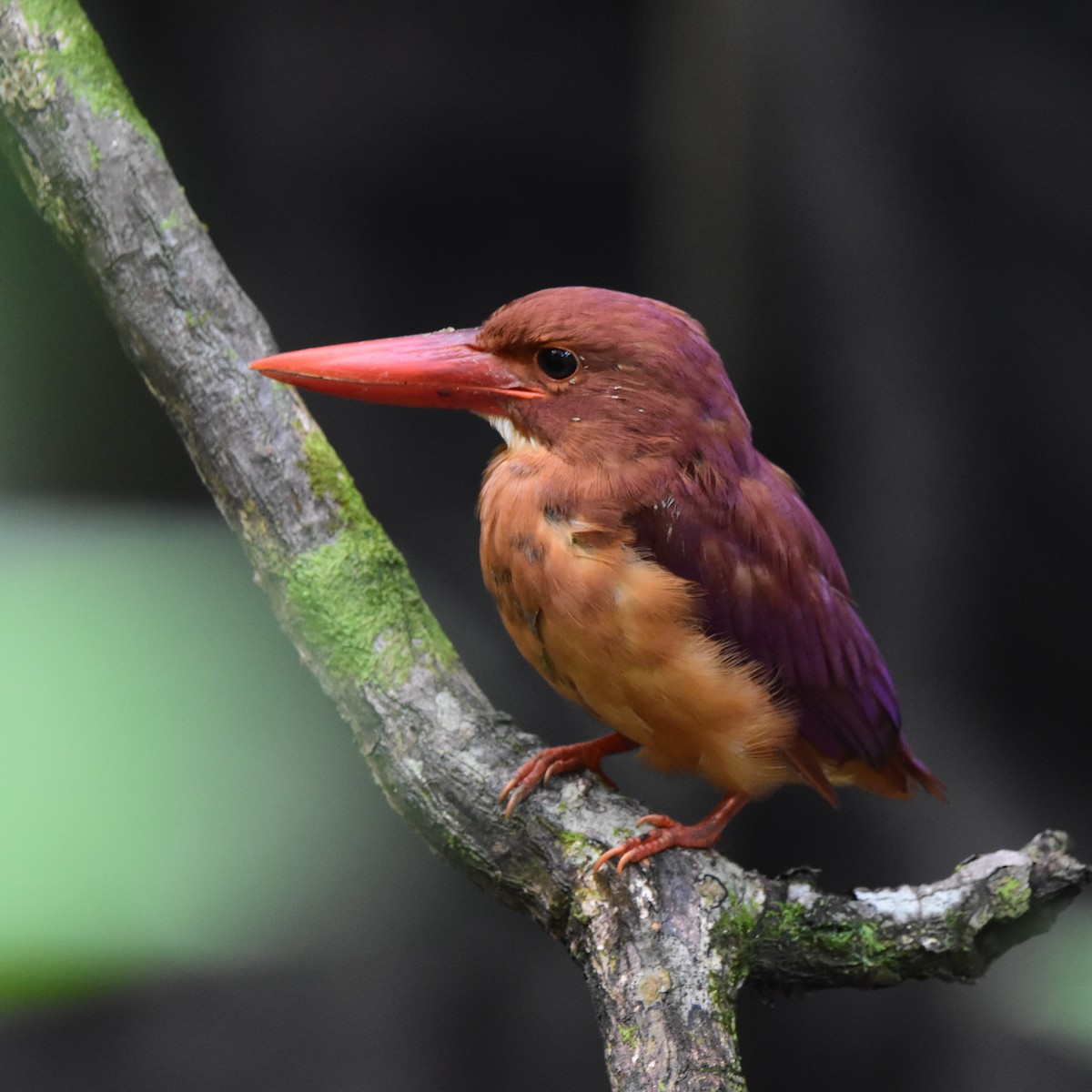 Ruddy Kingfisher - ML644310733