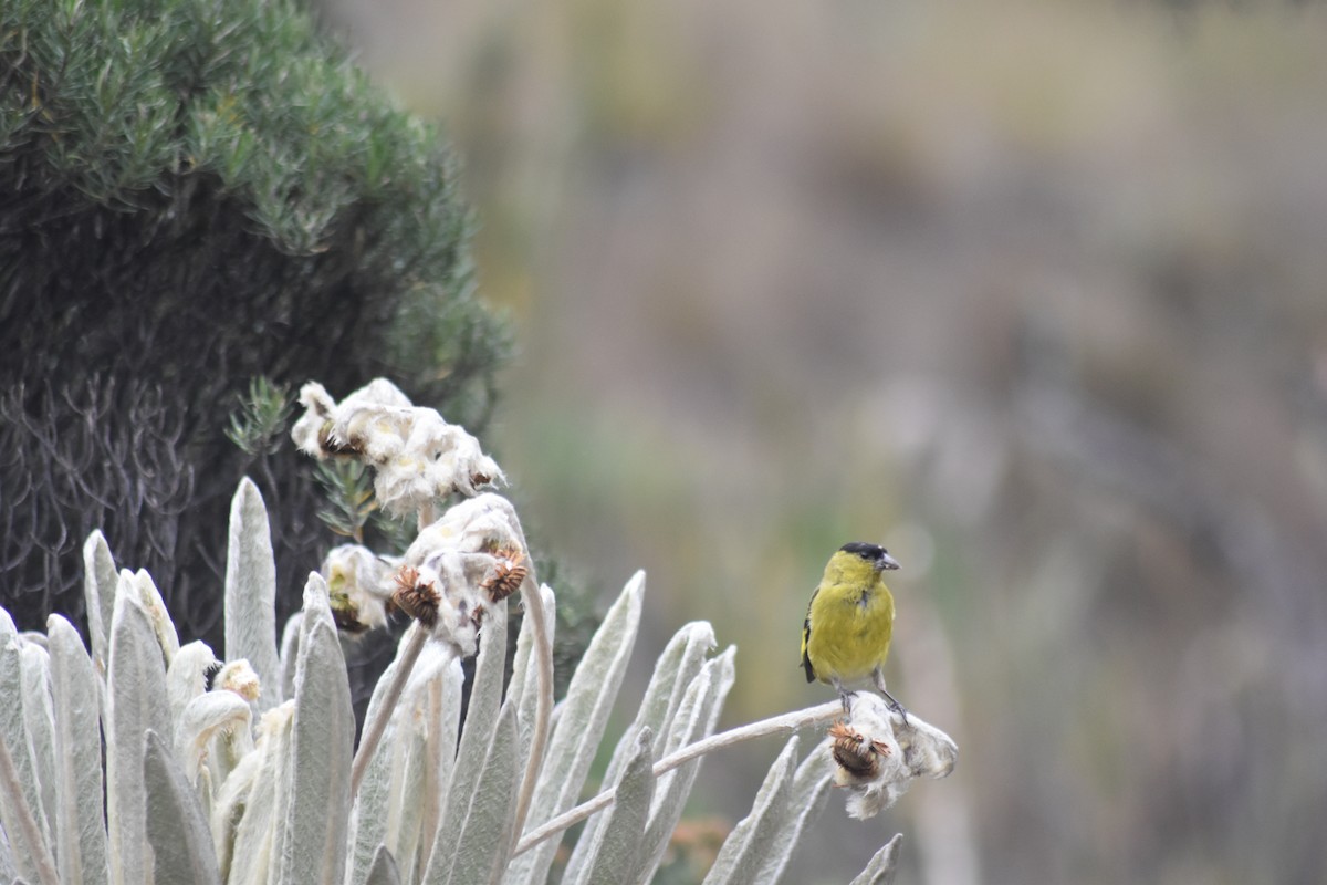 Andean Siskin - ML644310738
