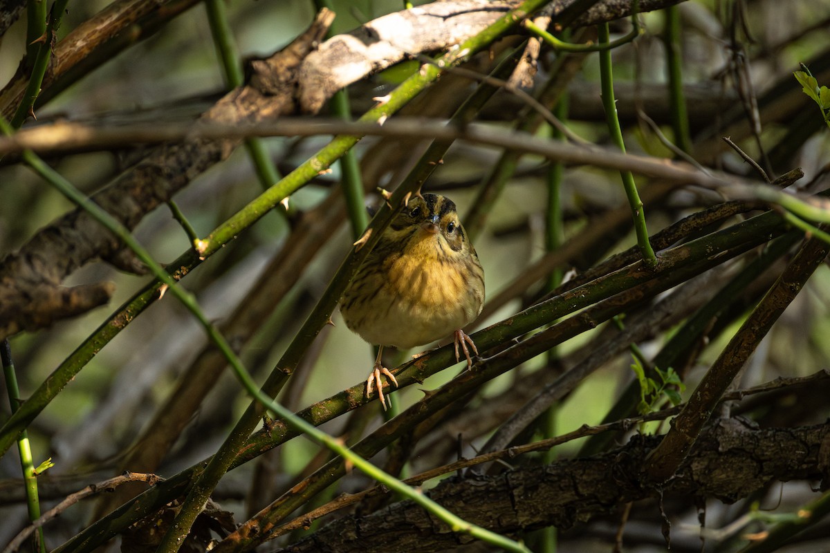 Самнаа хөмрөг - ML644310752