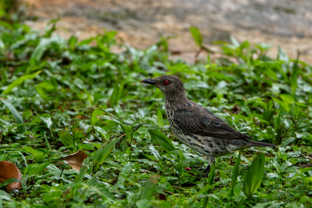 špaček rudooký - ML644310753