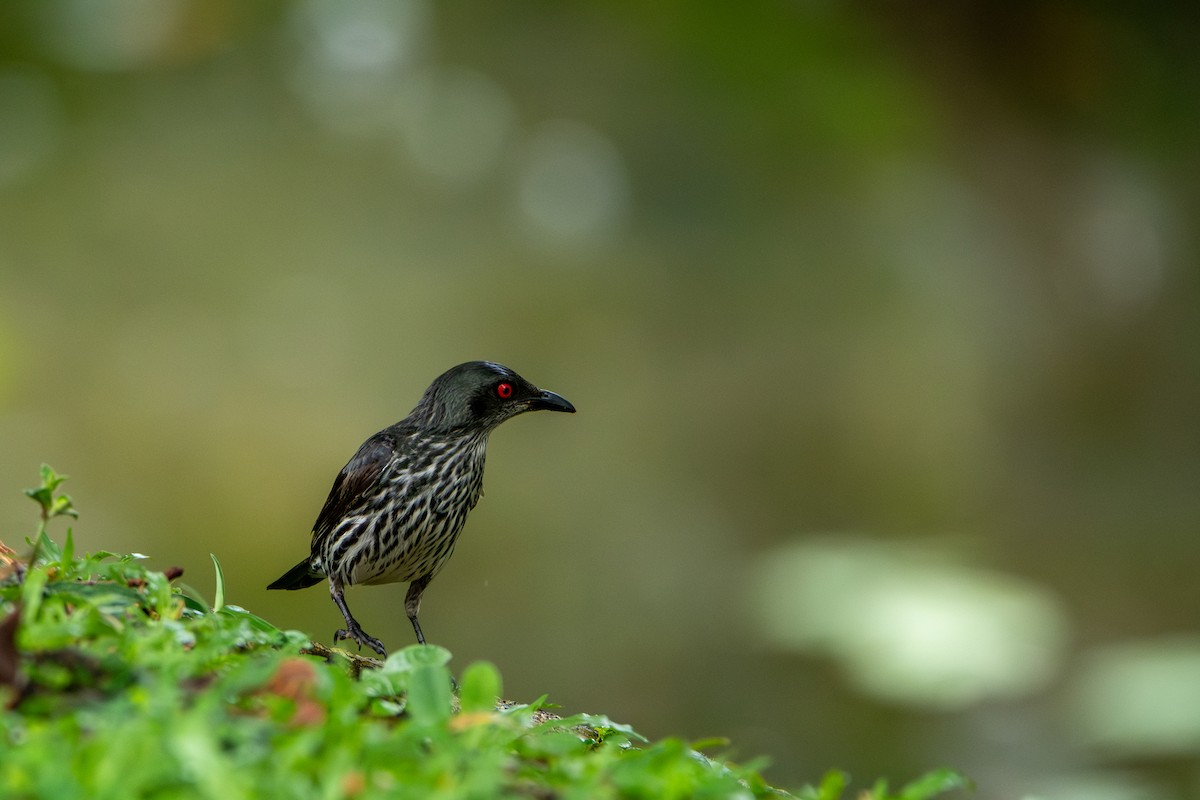 špaček rudooký - ML644310754