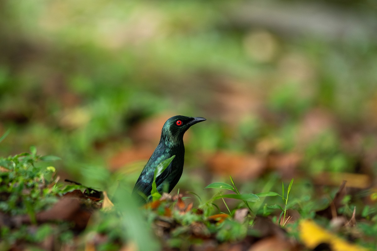 špaček rudooký - ML644310755