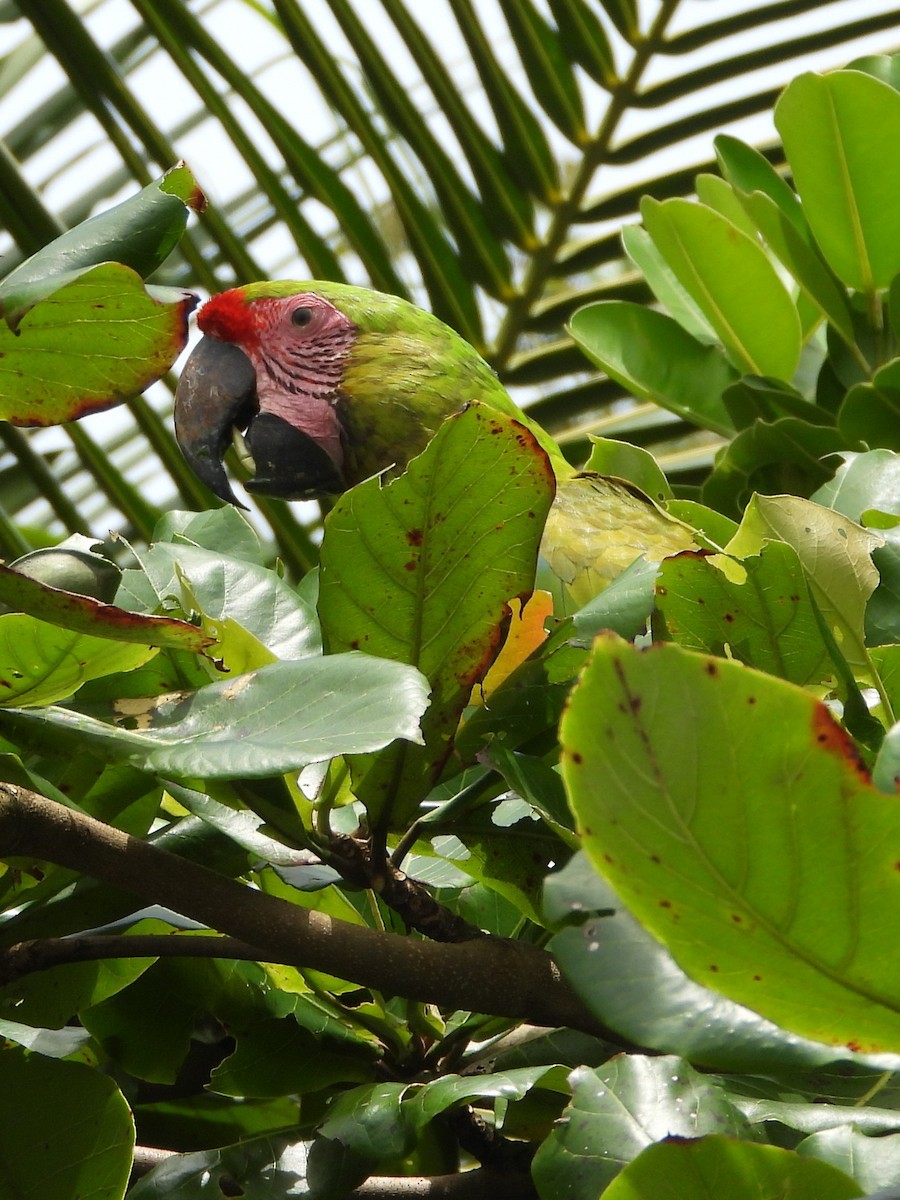Great Green Macaw - ML644310760