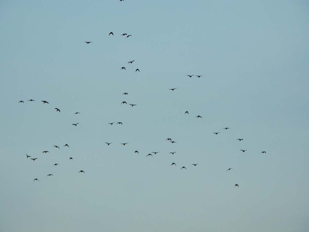 Scarlet-fronted Parakeet - ML644310767