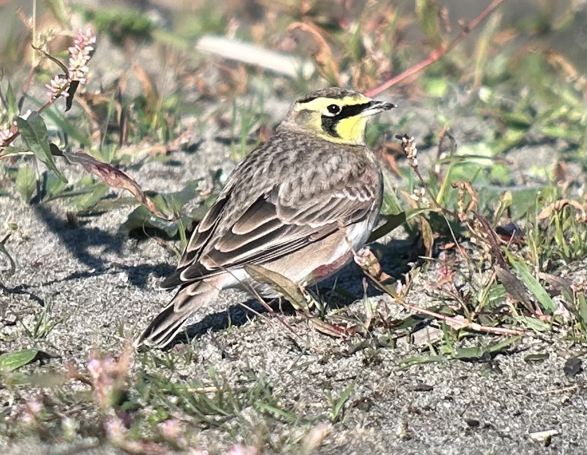 Alondra Cornuda - ML644310775