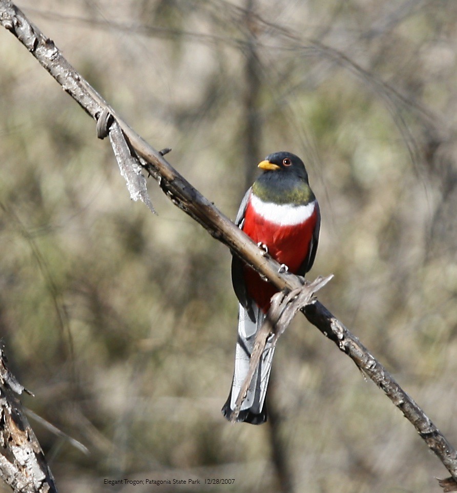 Coppery-tailed Trogon - ML644310776