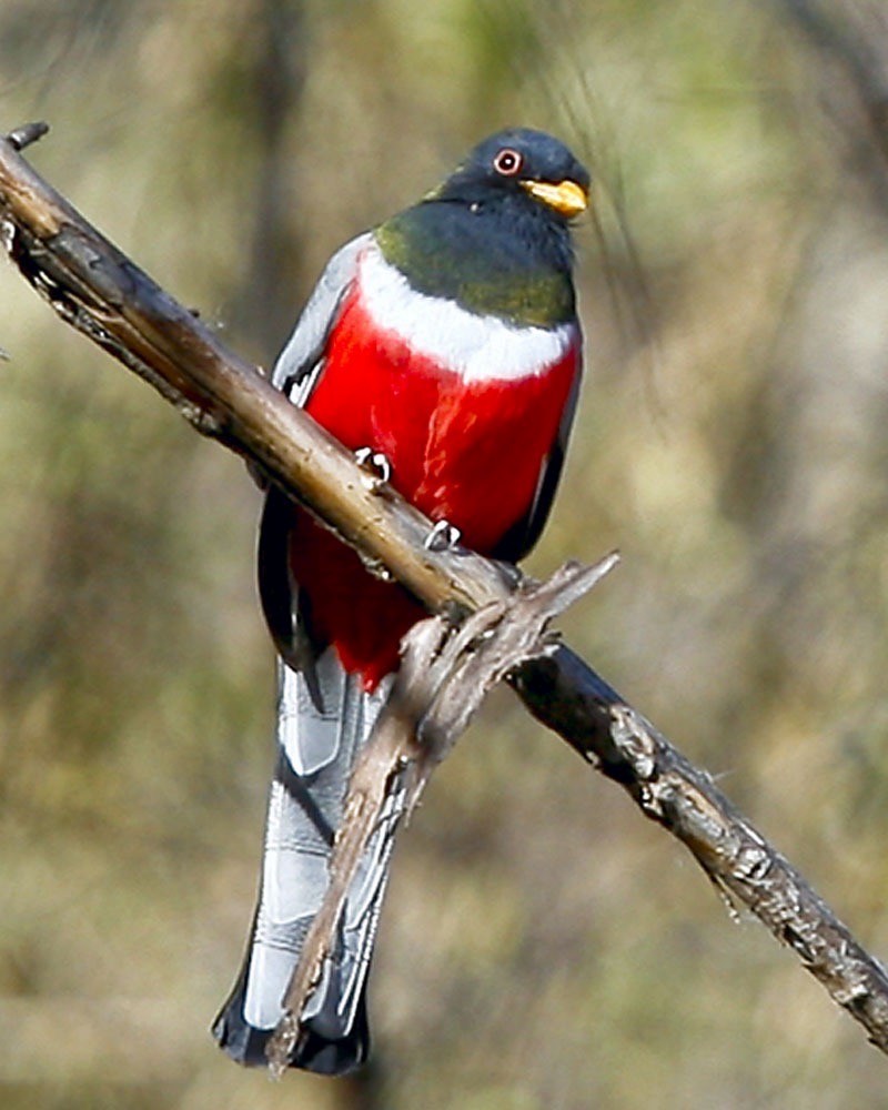 Coppery-tailed Trogon - ML644310777