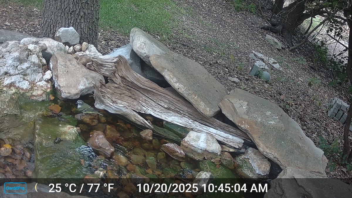 Blue-headed Vireo - ML644310793