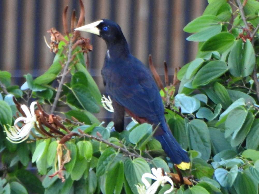 Crested Oropendola - ML644310794