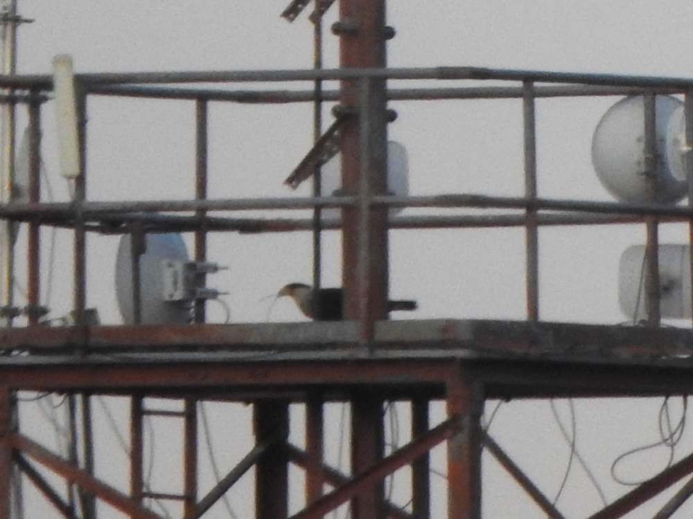 ミナミカラカラ - ML644310807