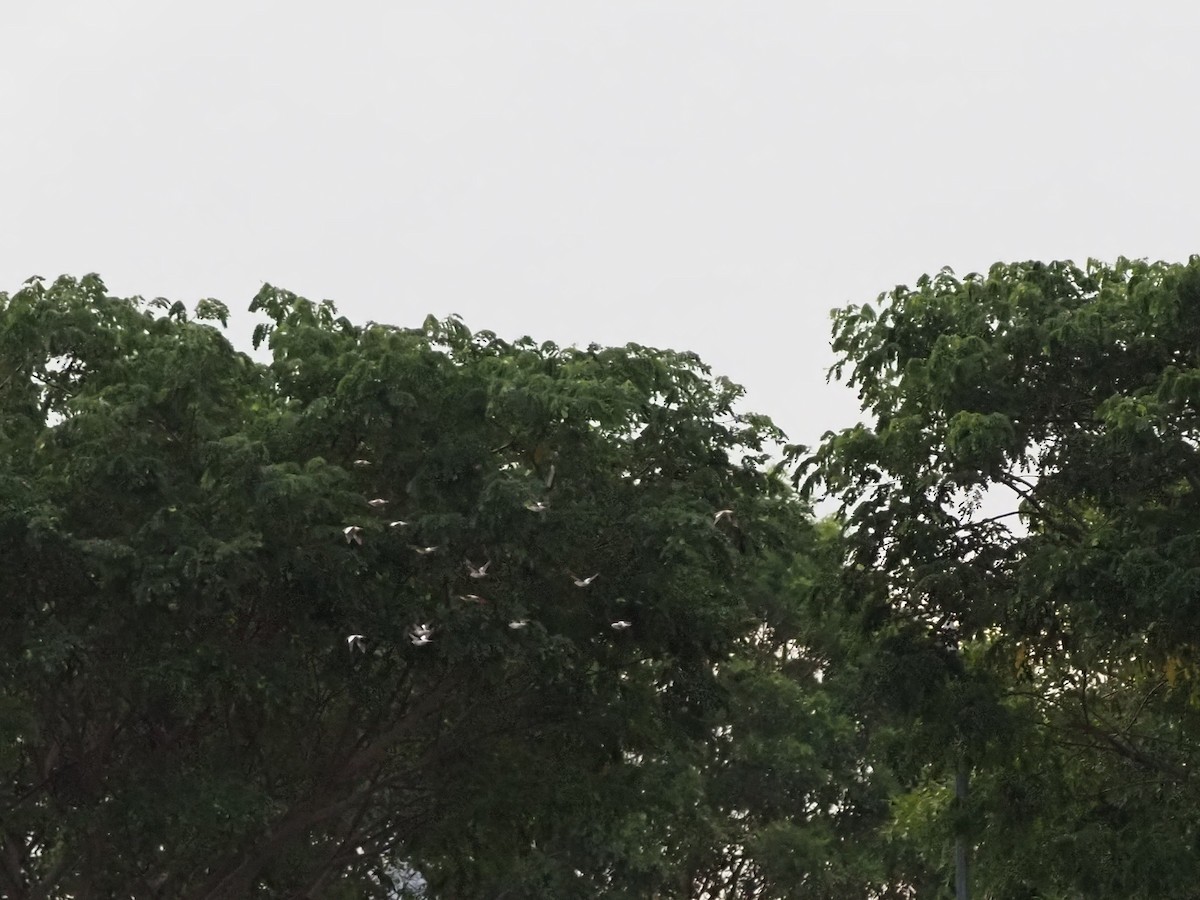 White-shouldered Starling - ML644310821