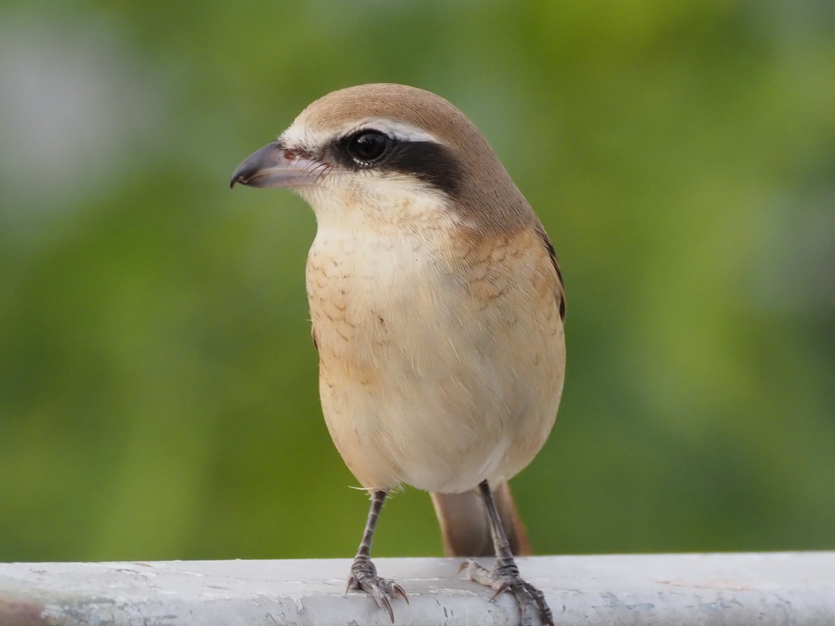 Brown Shrike - ML644310831