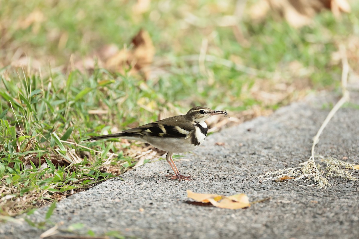 イワミセキレイ - ML644310835