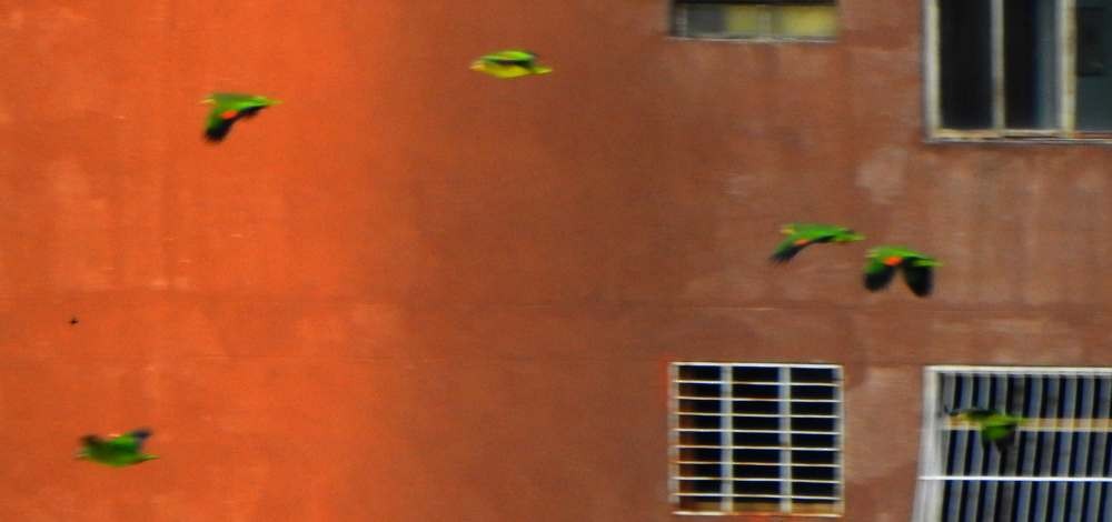 Orange-winged Amazon - ML644310841