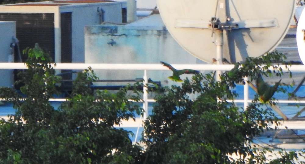 Orange-winged Amazon - ML644310844