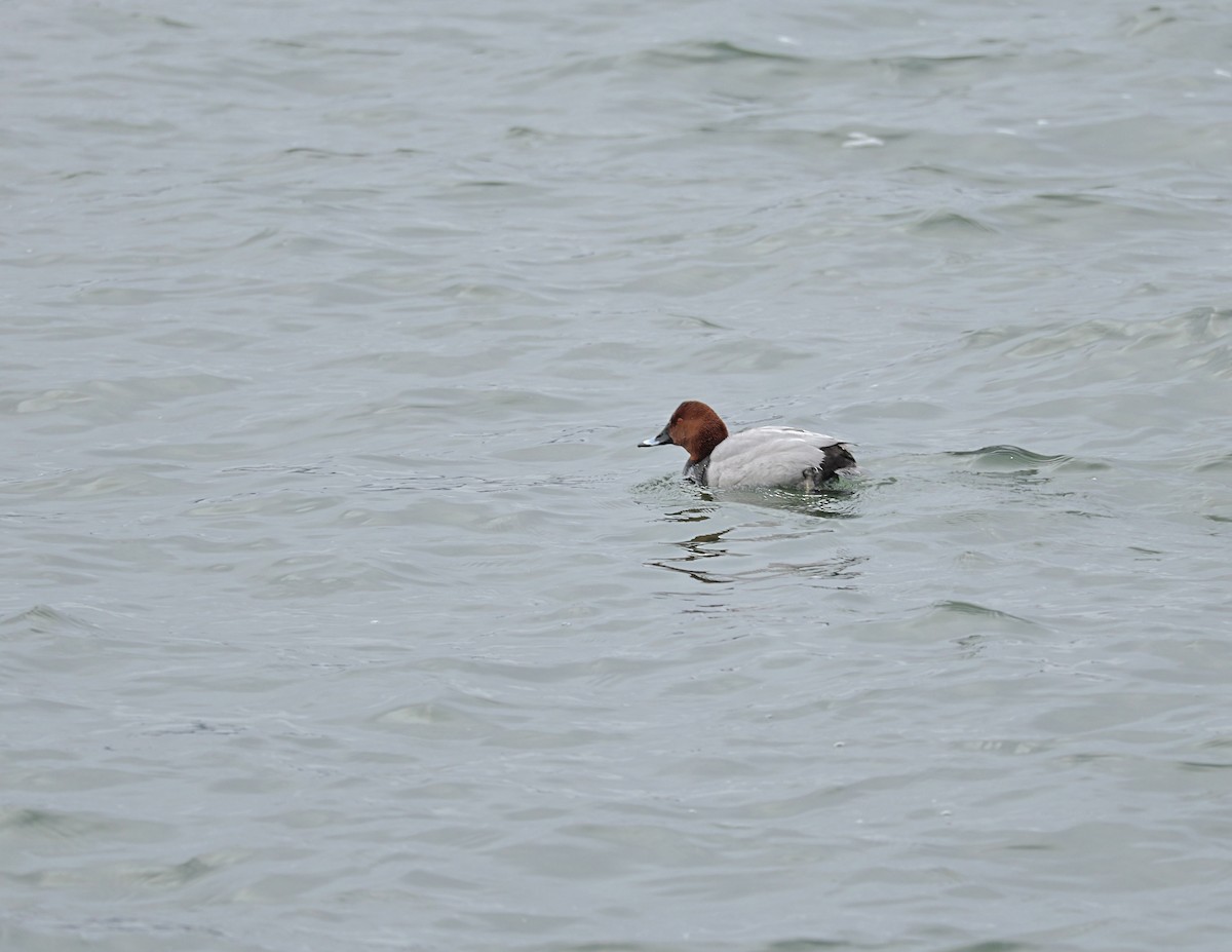 taffeland - ML644310848