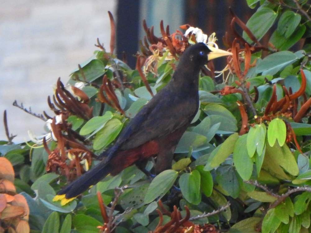Crested Oropendola - ML644310859
