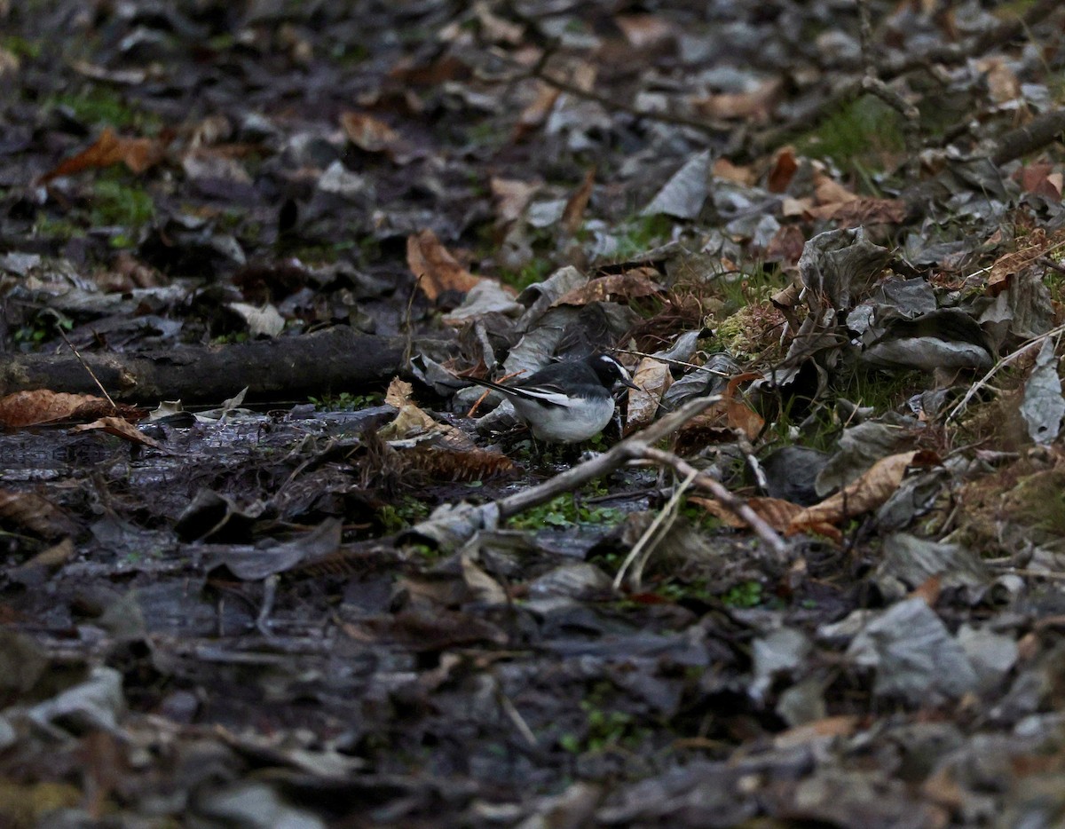 日本鶺鴒 - ML644310876