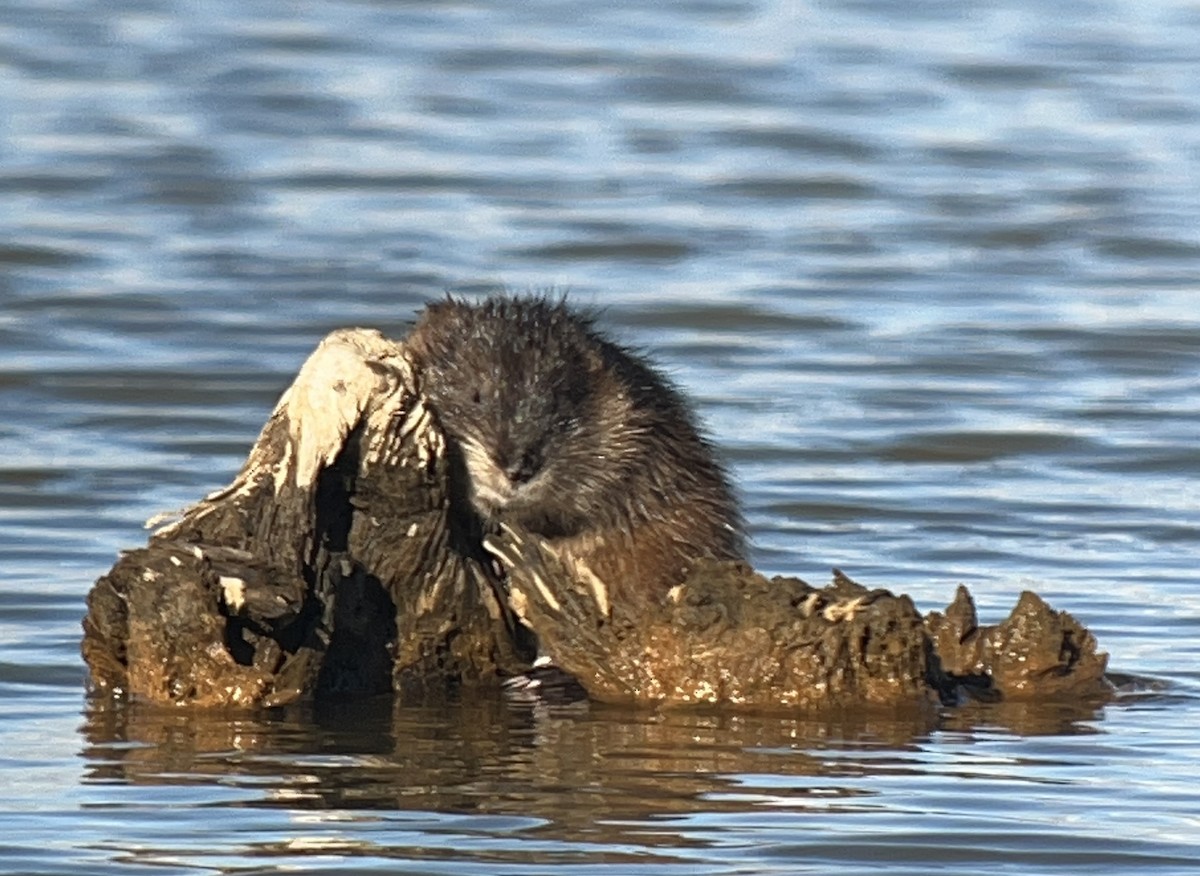 Muskrat - ML644310888