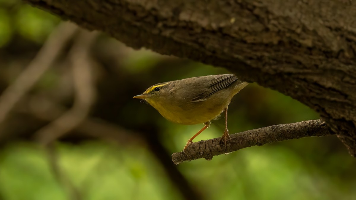 Sulphur-bellied Warbler - ML644310889