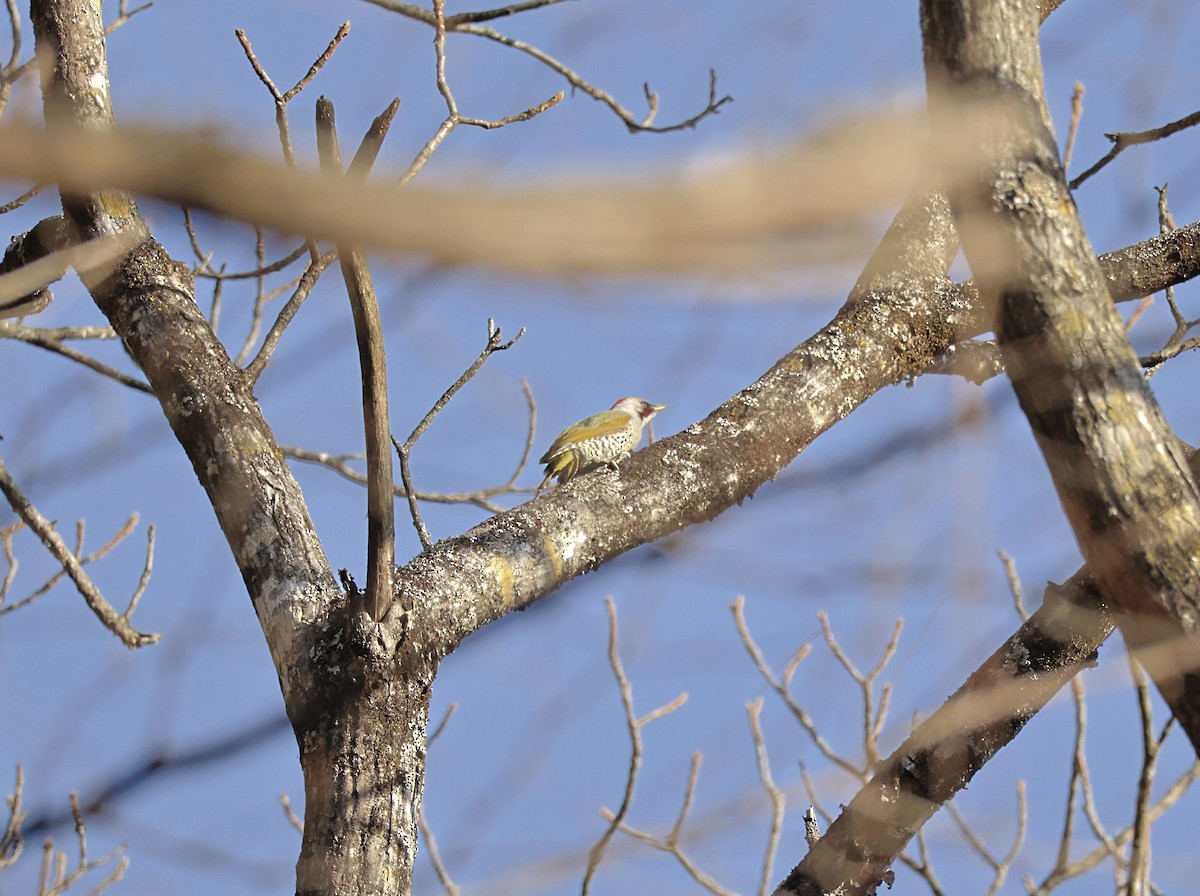Japanese Woodpecker - ML644310905