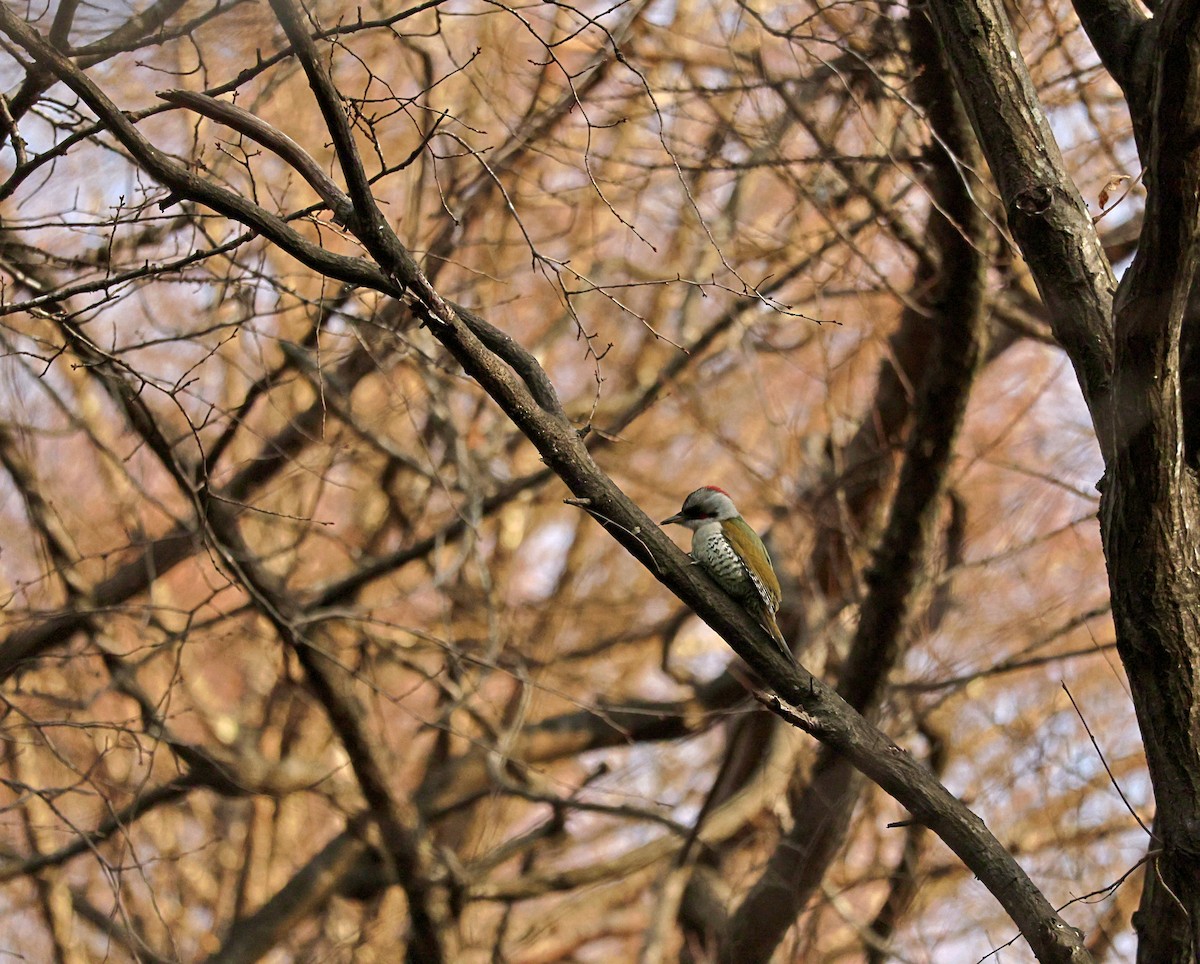 Japanese Woodpecker - ML644310906