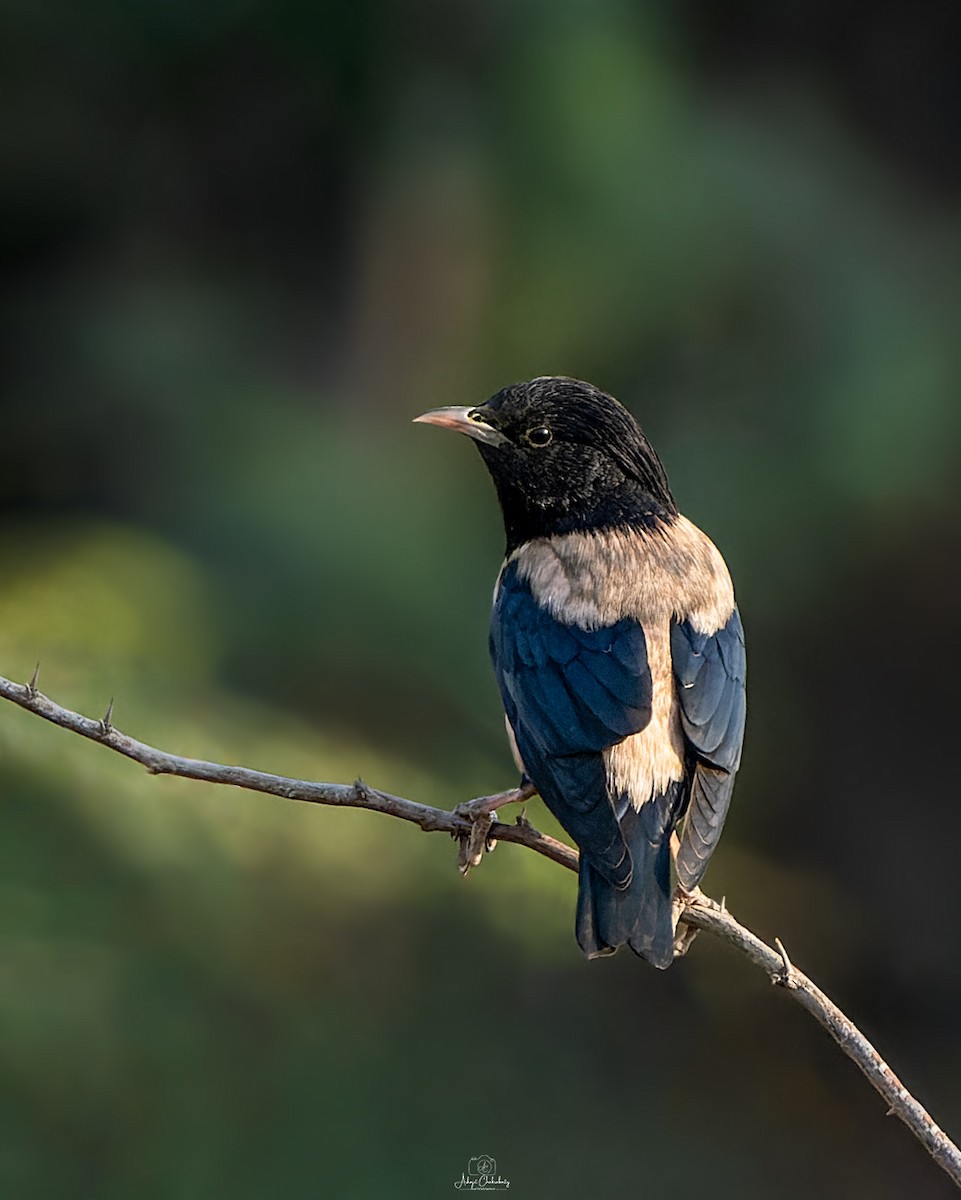 Arabazozo gorrizta - ML644310908