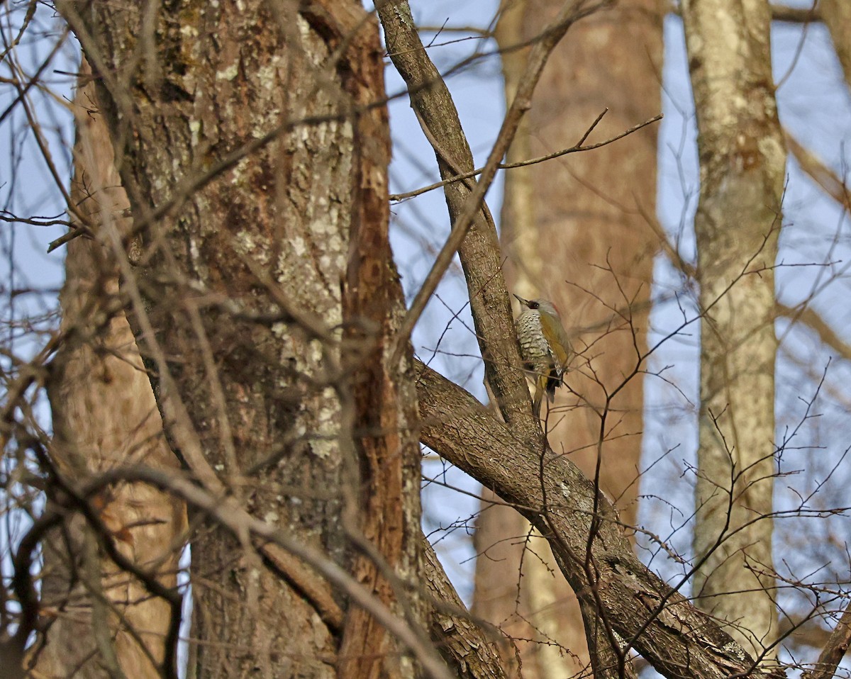 Japanese Woodpecker - ML644310918