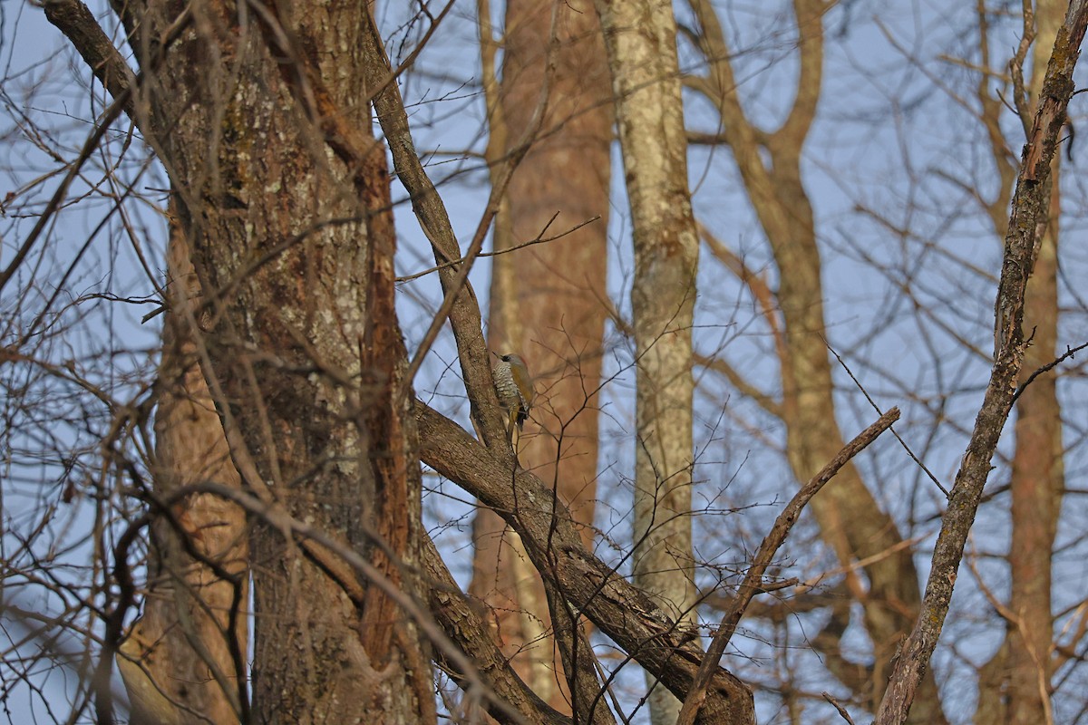 Japanese Woodpecker - ML644310930