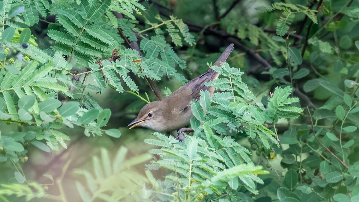 Rousserolle des buissons - ML644310935