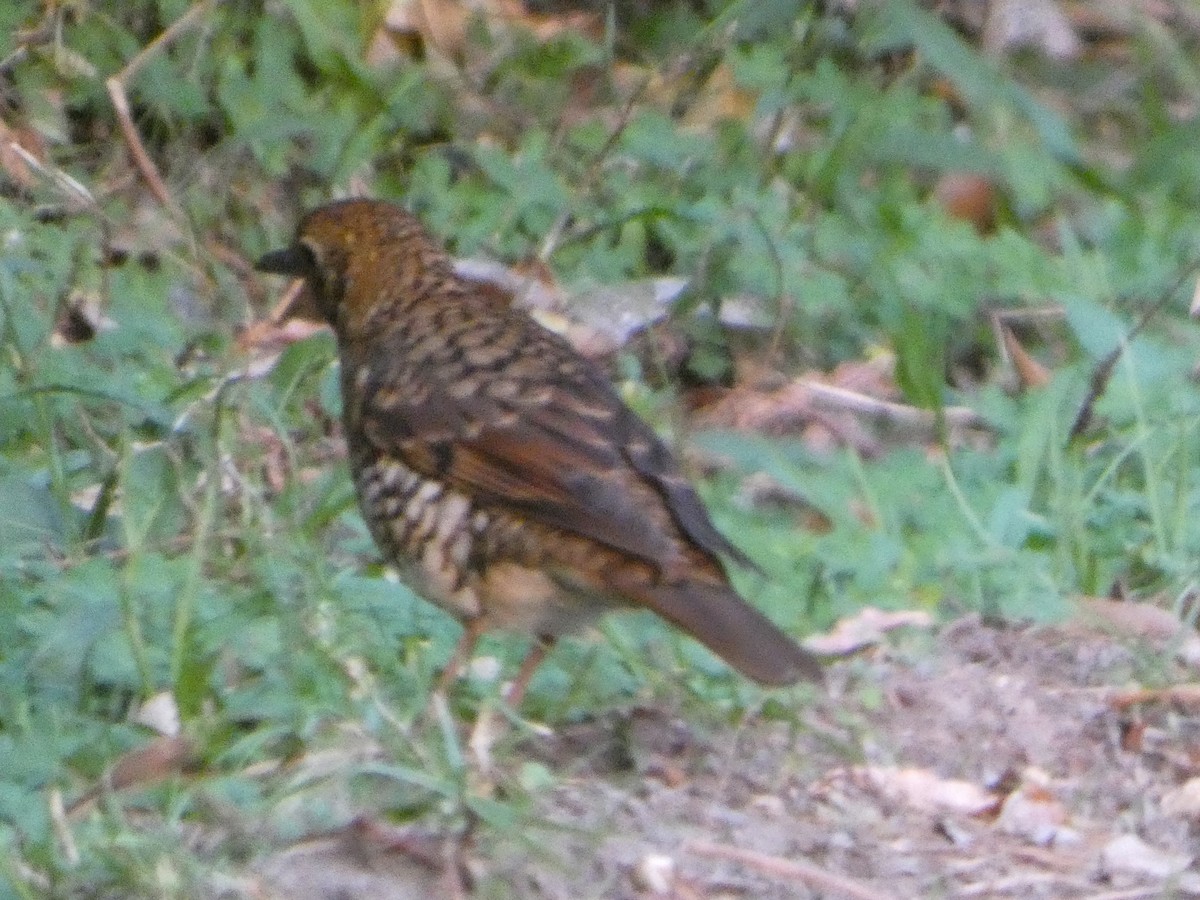 Bassian Thrush - ML644310947