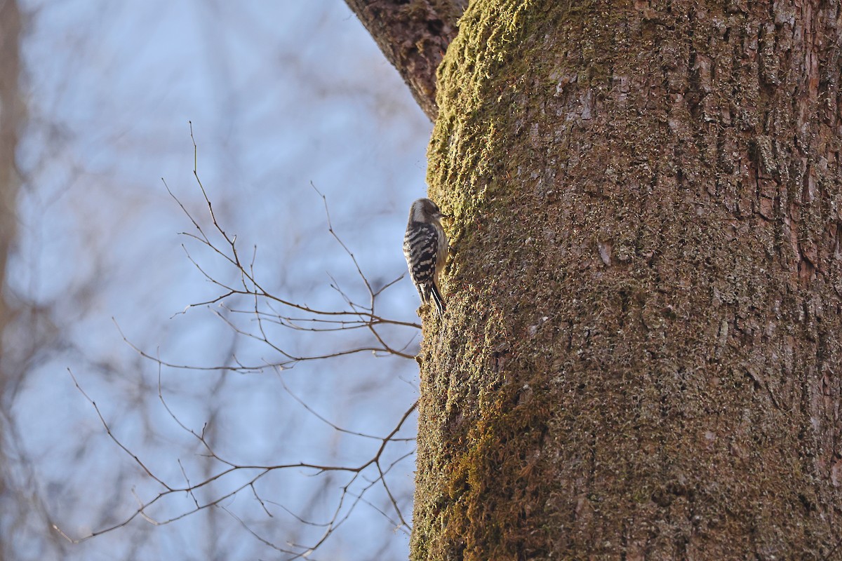 Japanese Pygmy Woodpecker - ML644310948