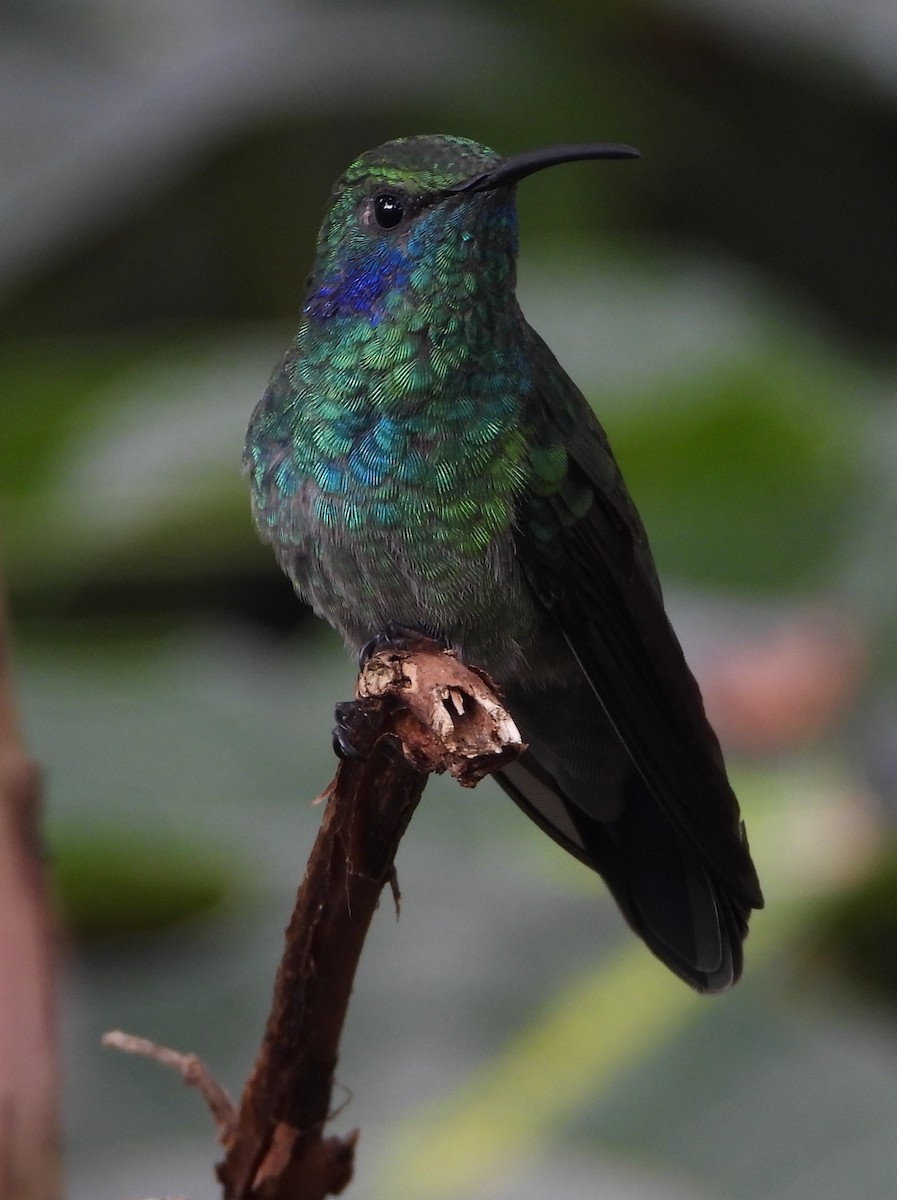 Lesser Violetear - ML644310951
