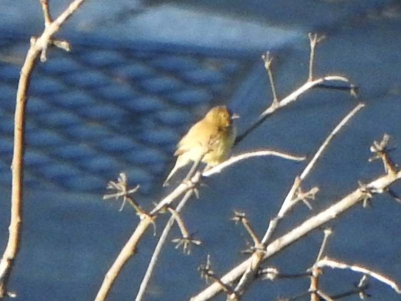 Gelbbauchspelzer - ML644310953