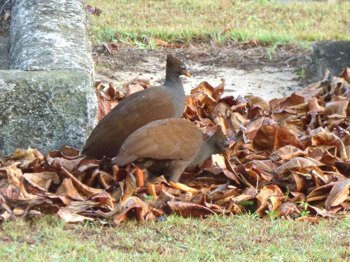 Mégapode de Reinwardt - ML644310959