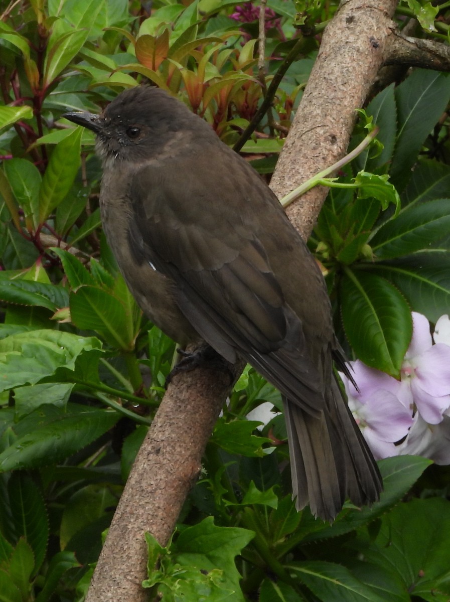 Mountain Thrush - ML644310960