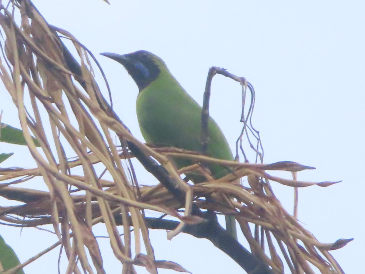 gyllenpannebladfugl - ML644310976