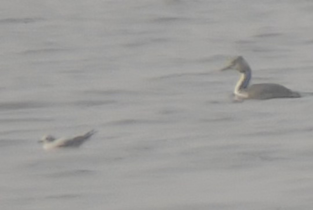 Little Gull - ML644310986