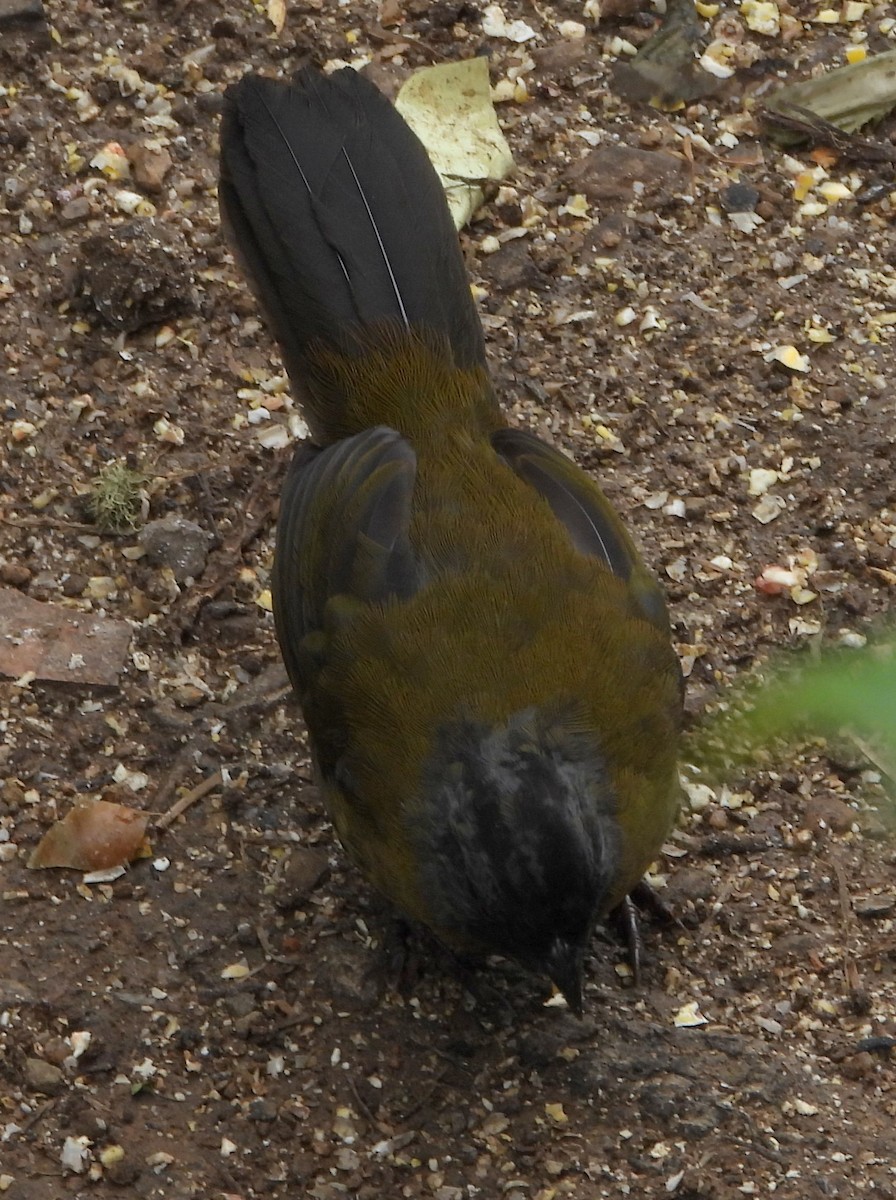 Large-footed Finch - ML644310987