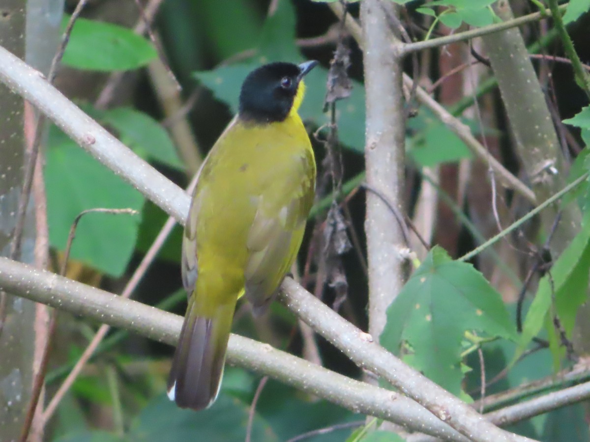Black-capped Bulbul - ML644310988