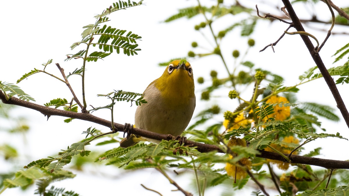 Indian White-eye - ML644310989