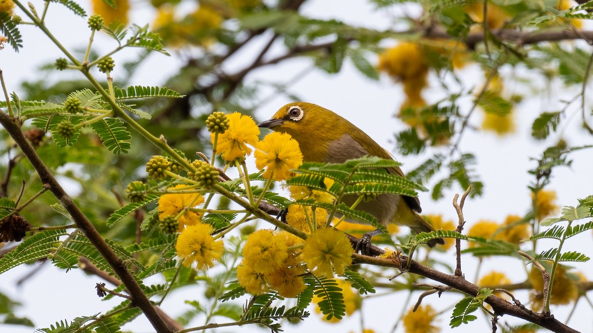 Indian White-eye - ML644310990