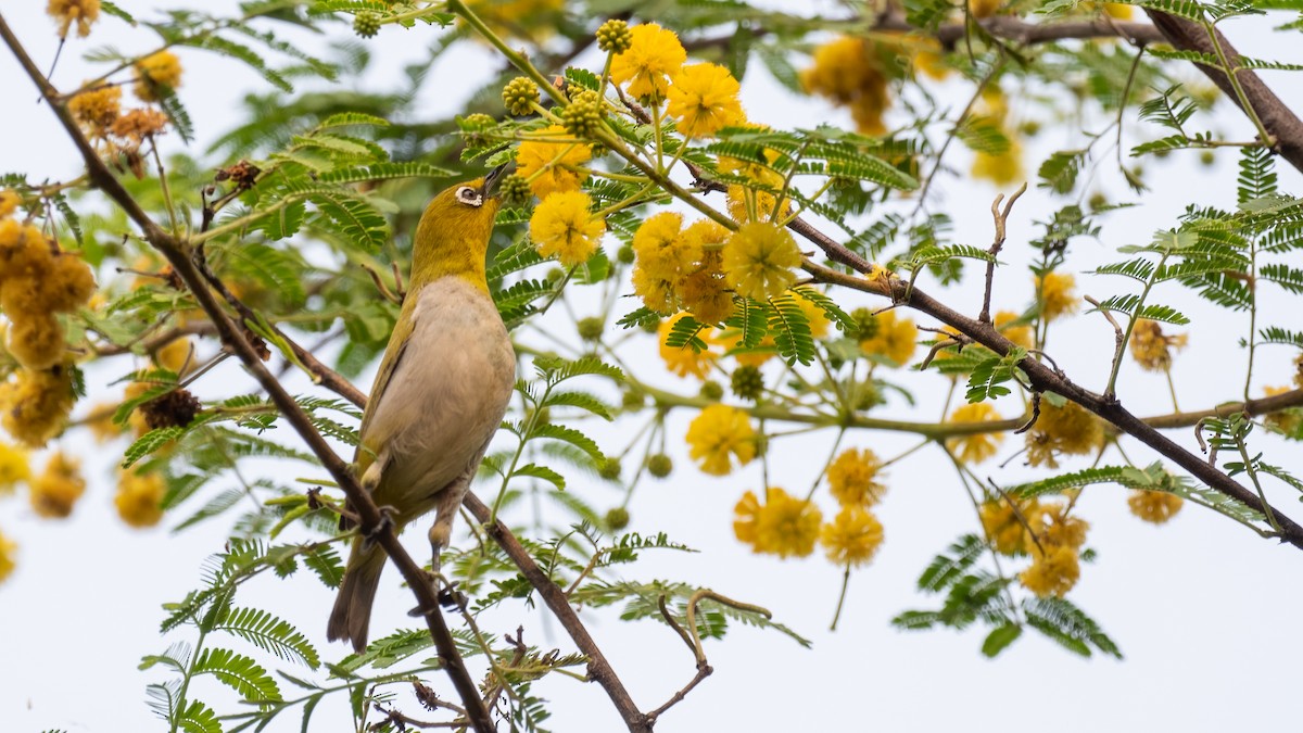 Indian White-eye - ML644310991