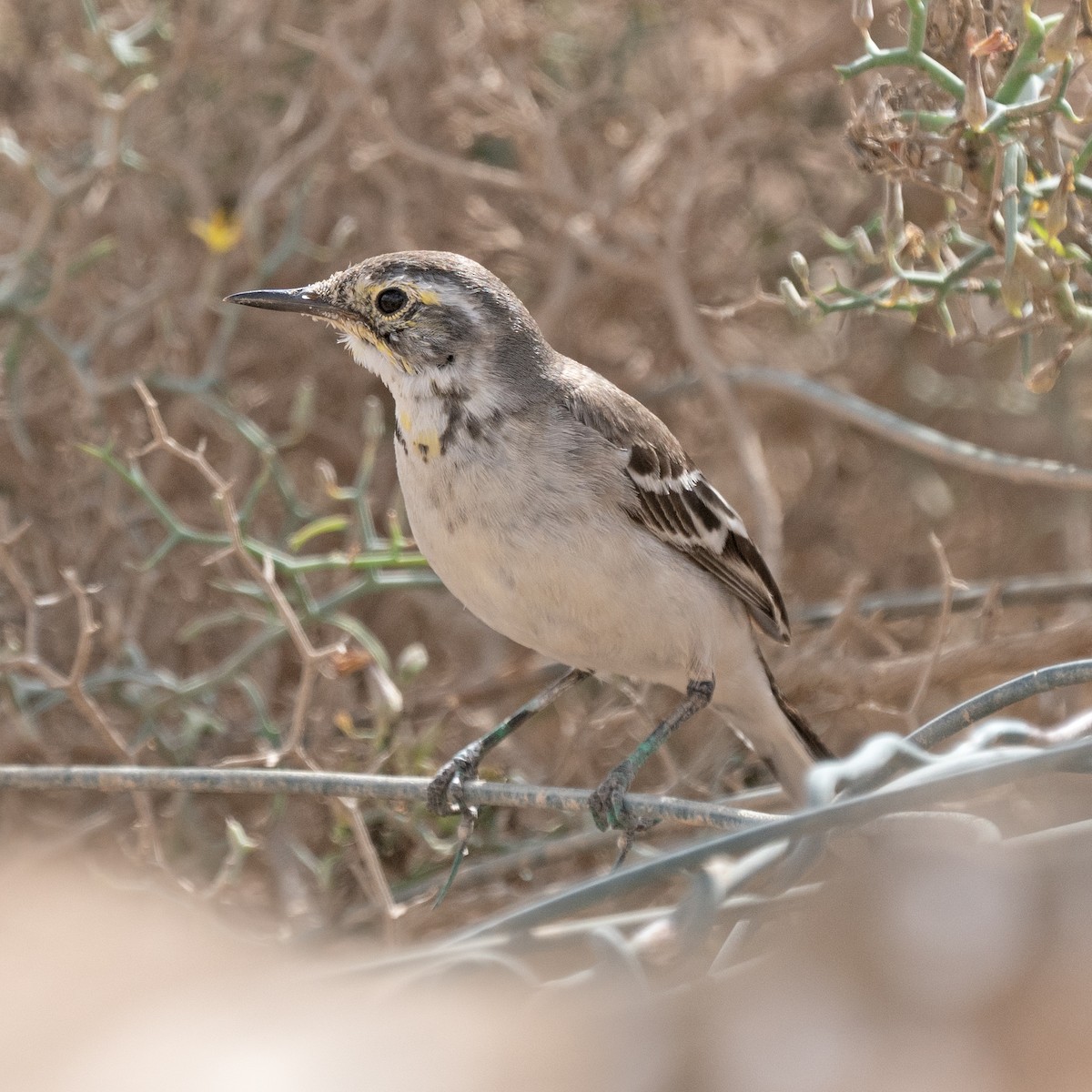 Citrine Wagtail - ML644311010