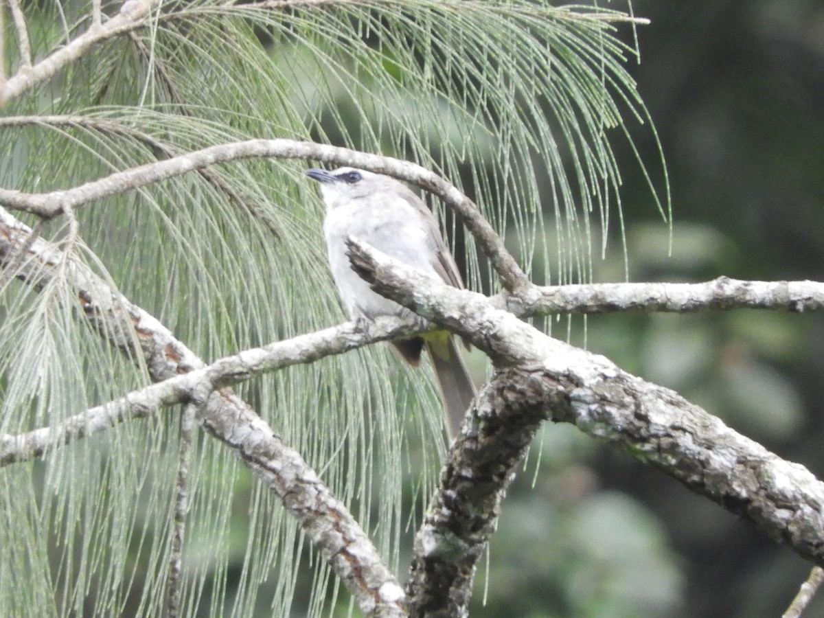 Schwarzzügelbülbül - ML644311019