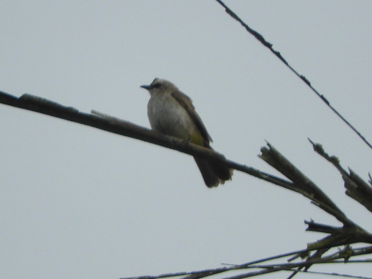 Schwarzzügelbülbül - ML644311020