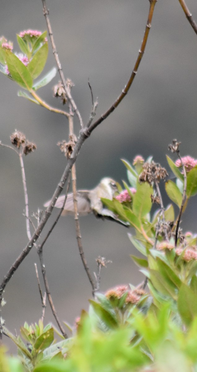 Green-bearded Helmetcrest - ML644311021